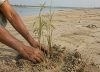 Un hombre empezó a plantar árboles en una isla de India en 1979: 47 años después creó un bosque de 550 hectáreas