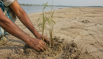 Un hombre empezó a plantar árboles en una isla de India en 1979: 47 años después creó un bosque de 550 hectáreas