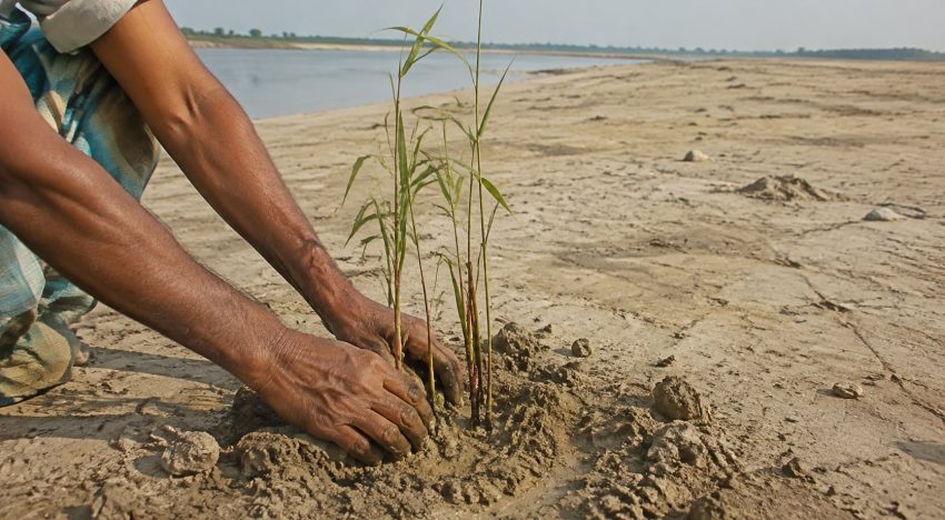 Un hombre empezó a plantar árboles en una isla de India en 1979: 47 años después creó un bosque de 550 hectáreas
