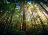 Los bosques templados que desaparecieron en el pasado durante milenios se esfuman ahora con el mismo patrón, pero en décadas