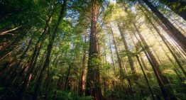 Los bosques templados que desaparecieron en el pasado durante milenios se esfuman ahora con el mismo patrón, pero en décadas
