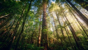 Los bosques templados que desaparecieron en el pasado durante milenios se esfuman ahora con el mismo patrón, pero en décadas