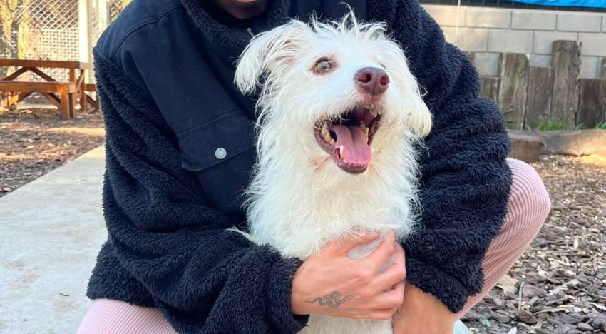 La dura historia de Tony, el perro de Leandro Rud que busca nuevo hogar tras la muerte del representante