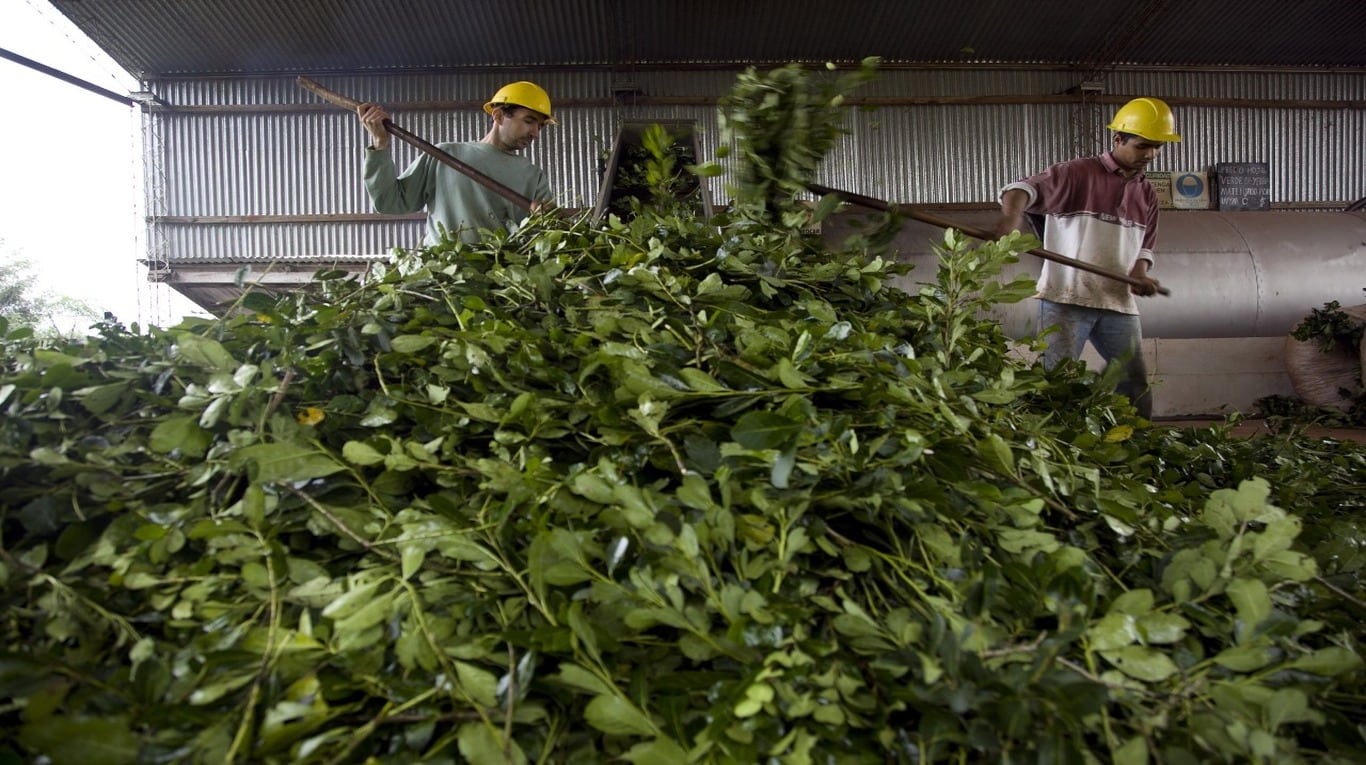 Producción local. La cosecha de la yerba mate en Misiones depende de un manejo eficiente de malezas para mantener los niveles de rinde y competitividad exigidos por los mercados. (Foto: SAGyP).