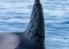 Hirieron a la orca más longeva del Mediterráneo y buscan al culpable: le dispararon diez veces