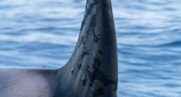 Hirieron a la orca más longeva del Mediterráneo y buscan al culpable: le dispararon diez veces