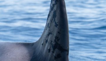 Hirieron a la orca más longeva del Mediterráneo y buscan al culpable: le dispararon diez veces