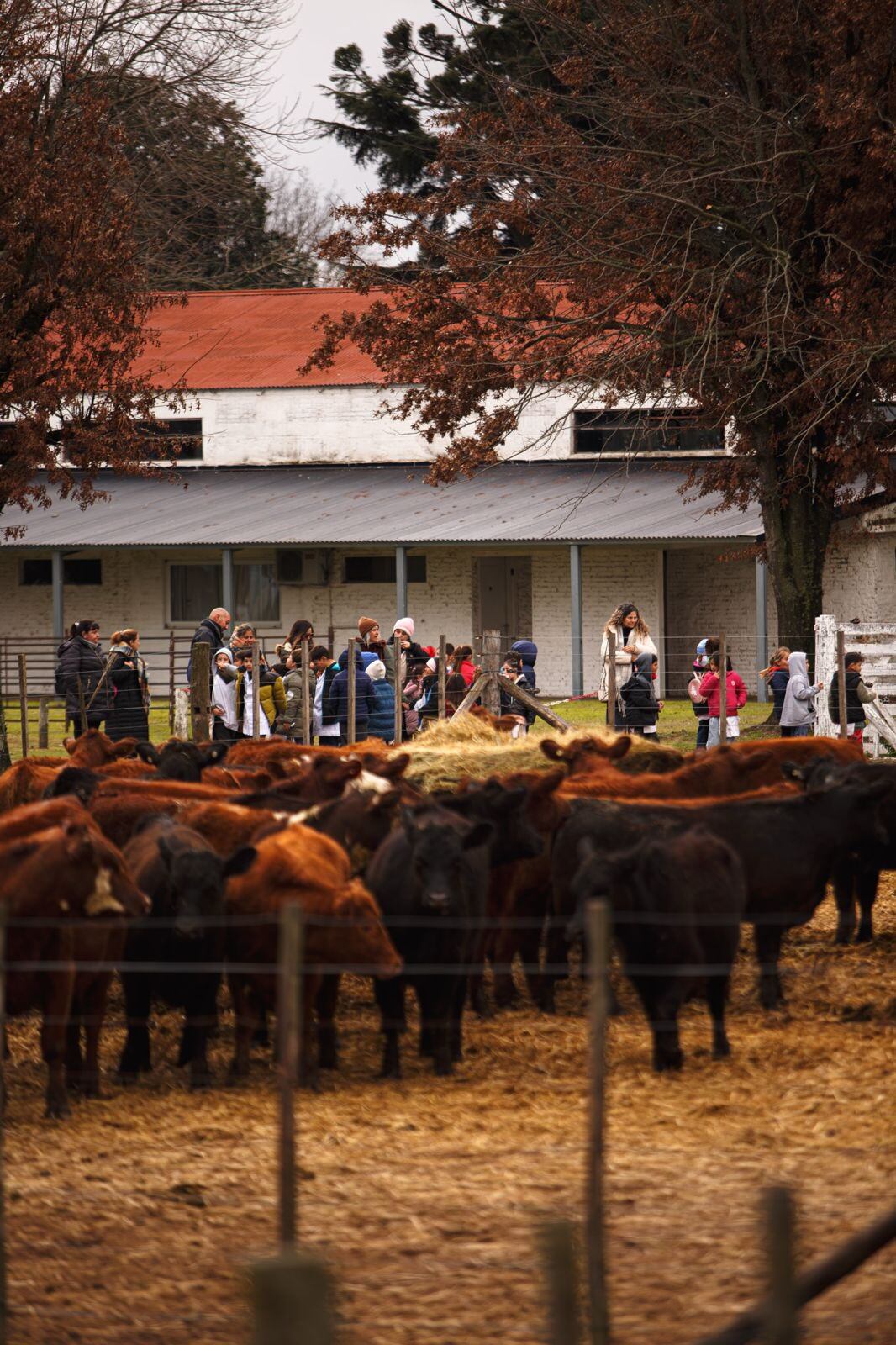 Familias y visitantes recorren la zona de Corrales en la Exposición Rural de Junín, donde se exhiben los ejemplares de la muestra ganadera y de granja. (Foto: X CARBAP).