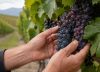 Andrea Ferreyra, enóloga de una bodega en Mendoza: “Argentina demostró que puede producir Pinot Noir de clase mundial”