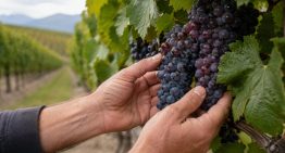 Andrea Ferreyra, enóloga de una bodega en Mendoza: “Argentina demostró que puede producir Pinot Noir de clase mundial”