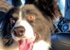 Había decidido no tener más perros, pero un viaje por la Ruta 3 le cambió la vida: “Ella me encontró a mí”