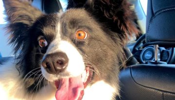 Había decidido no tener más perros, pero un viaje por la Ruta 3 le cambió la vida: “Ella me encontró a mí”