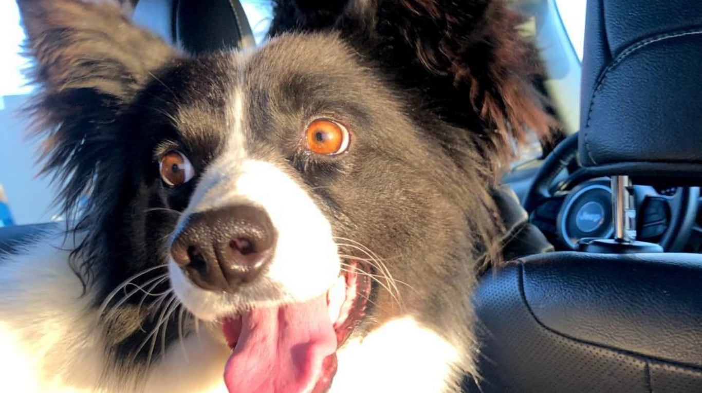Lola fue encontrada sola al costado de la Ruta 3, camino a Ushuaia. (Foto: gentileza Eduardo Ramírez).