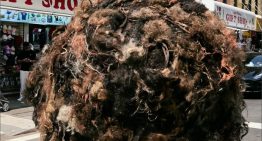 Insólito: por qué una bola gigante de pelo humano rueda por las calles de Nueva York