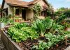 Las 3 verduras ideales para plantar en agosto y empezar una huerta en casa: perfectas para principiantes