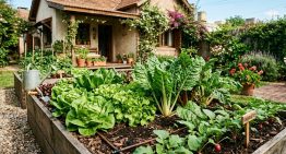 Las 3 verduras ideales para plantar en agosto y empezar una huerta en casa: perfectas para principiantes