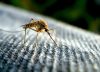 Rohit Lakhwani, investigador: “Los mosquitos podrían estar desarrollando resistencia al insecticida”