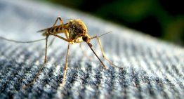 Rohit Lakhwani, investigador: “Los mosquitos podrían estar desarrollando resistencia al insecticida”