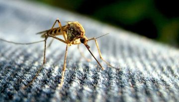 Rohit Lakhwani, investigador: “Los mosquitos podrían estar desarrollando resistencia al insecticida”