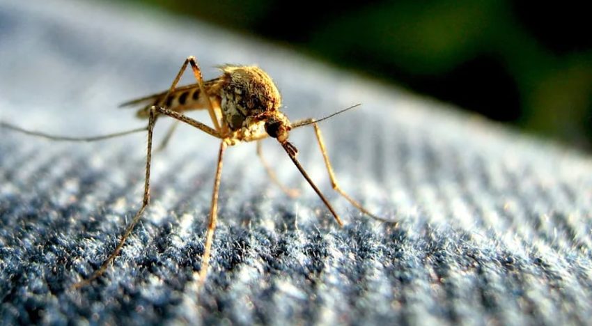 Rohit Lakhwani, investigador: “Los mosquitos podrían estar desarrollando resistencia al insecticida”