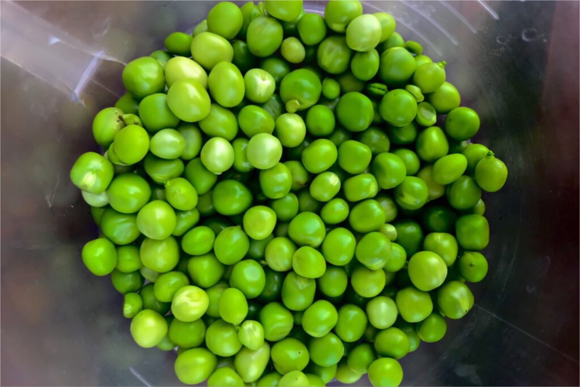 Las arvejas son consideradas un superalimento