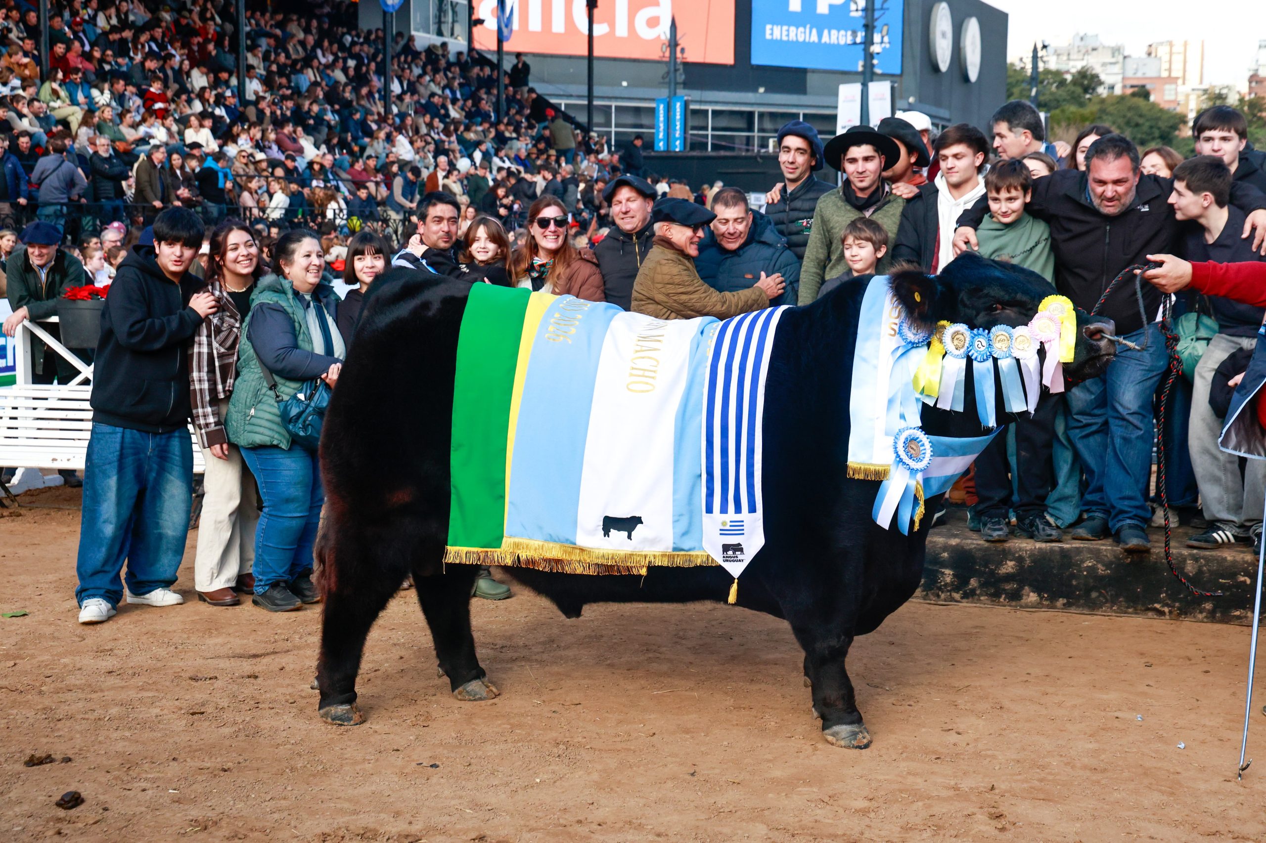 El Gran Campeón Macho Angus de la familia en Palermo