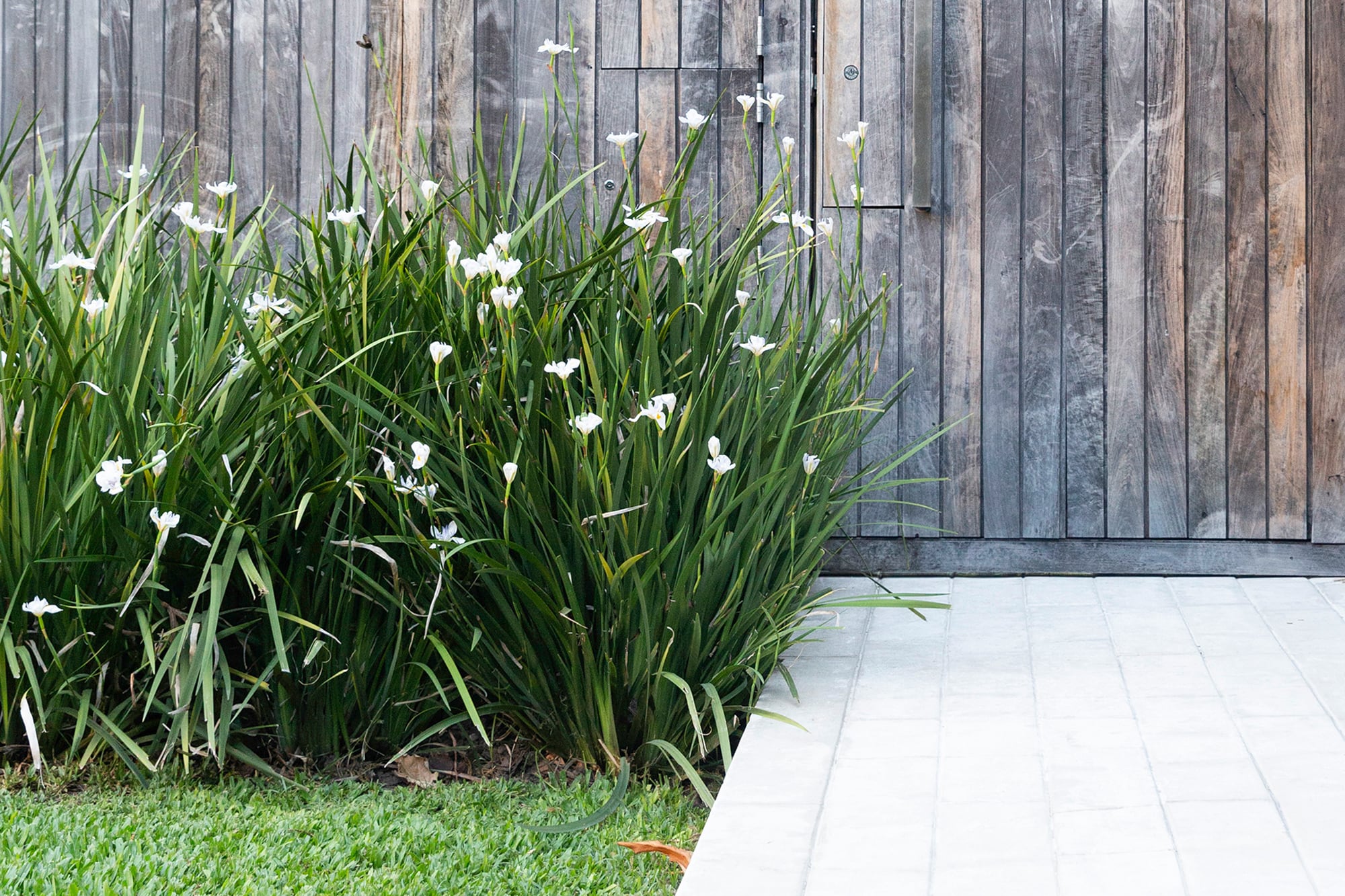 Dietes grandiflora es fácil de mantener y  resuelve muchos problemas de diseño