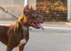 Un niño de 3 años murió tras ser atacado por un pitbull en Córdoba