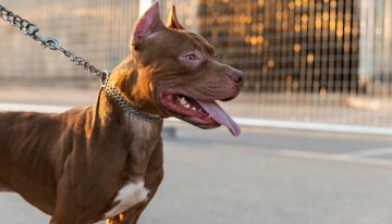 Un niño de 3 años murió tras ser atacado por un pitbull en Córdoba