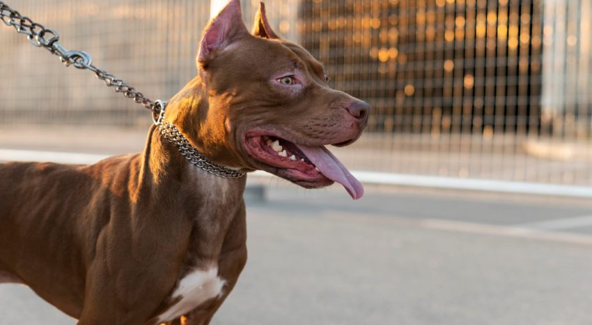 Un niño de 3 años murió tras ser atacado por un pitbull en Córdoba