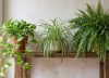 Los jardineros están de acuerdo: las 3 plantas de interior para el baño, fáciles de cuidar y que aportan vida y color