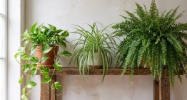 Los jardineros están de acuerdo: las 3 plantas de interior para el baño, fáciles de cuidar y que aportan vida y color
