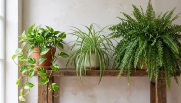 Los jardineros están de acuerdo: las 3 plantas de interior para el baño, fáciles de cuidar y que aportan vida y color