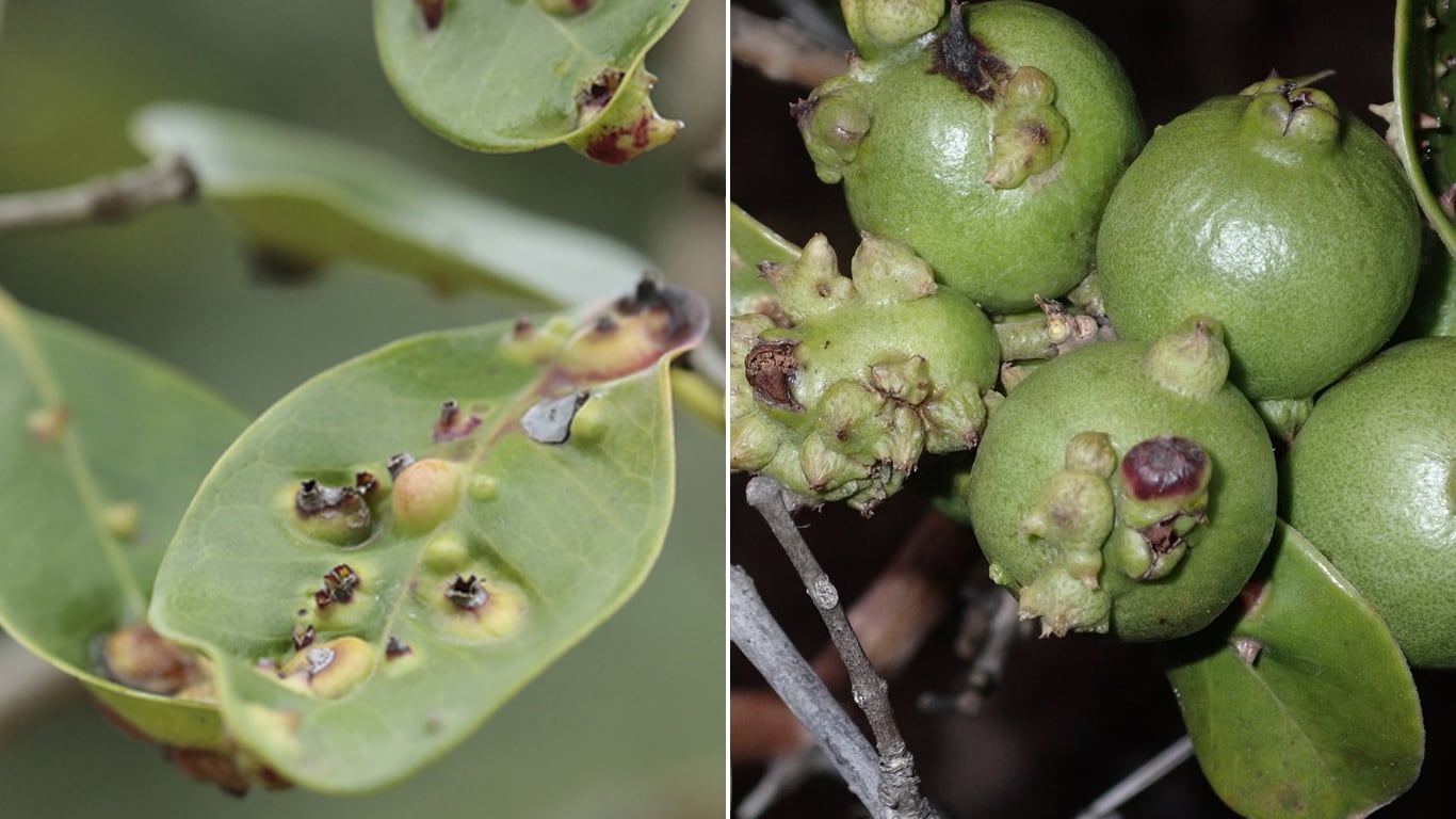 La utilización de drones aceleró el trabajo manual de poner este insecto en cada árbol. (Foto: Paula Romano - Mike Ross/iNaturalist)