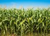 Fertilizantes biológicos: detectaron mejoras y un importante ahorro