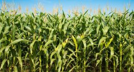Fertilizantes biológicos: detectaron mejoras y un importante ahorro