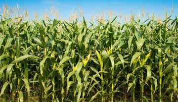 Fertilizantes biológicos: detectaron mejoras y un importante ahorro
