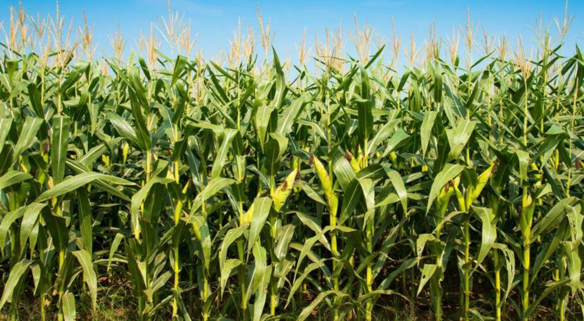 Fertilizantes biológicos: detectaron mejoras y un importante ahorro