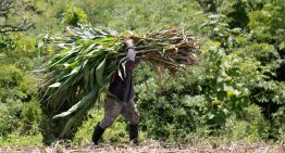 ‘El Niño’ alcanzará su apogeo a finales de año y se extenderá al menos hasta febrero