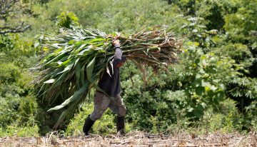 ‘El Niño’ alcanzará su apogeo a finales de año y se extenderá al menos hasta febrero