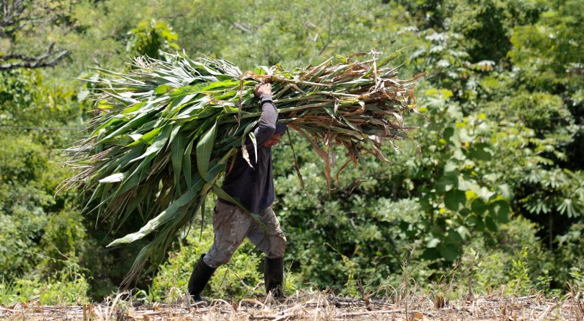 ‘El Niño’ alcanzará su apogeo a finales de año y se extenderá al menos hasta febrero