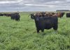 La decisión que cambió todo: cómo una empresa familiar logró un inesperado resultado con sus vacas