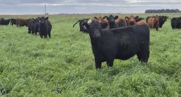 La decisión que cambió todo: cómo una empresa familiar logró un inesperado resultado con sus vacas