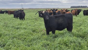 La decisión que cambió todo: cómo una empresa familiar logró un inesperado resultado con sus vacas