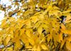 Oficial y confirmado: qué día inicia el otoño y cambia la hora en Estados Unidos