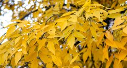 Oficial y confirmado: qué día inicia el otoño y cambia la hora en Estados Unidos