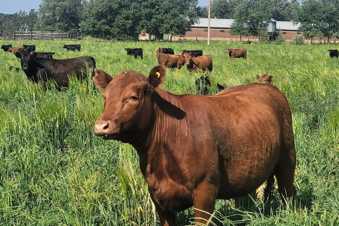 Vaquillona de 15 meses en servicio sobre pastura de alfalfa y pasto ovillo