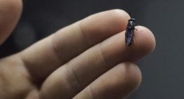 Argentinos detrás de un hito: usan insectos modificados genéticamente para combatir enfermedades que generan pérdidas