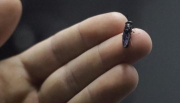 Argentinos detrás de un hito: usan insectos modificados genéticamente para combatir enfermedades que generan pérdidas