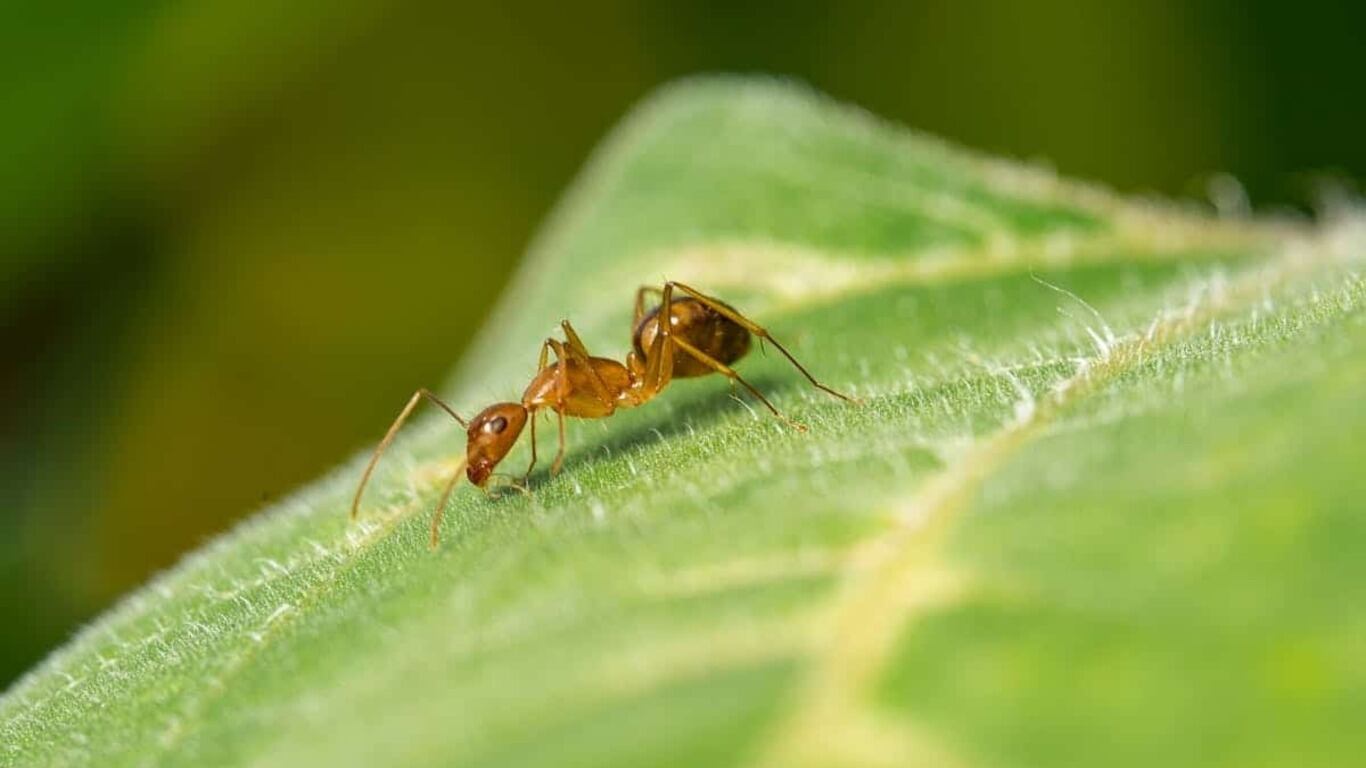 Por qué la tierra de diatomeas es efectiva contra las hormigas. (Foto: Architectural Digest)
